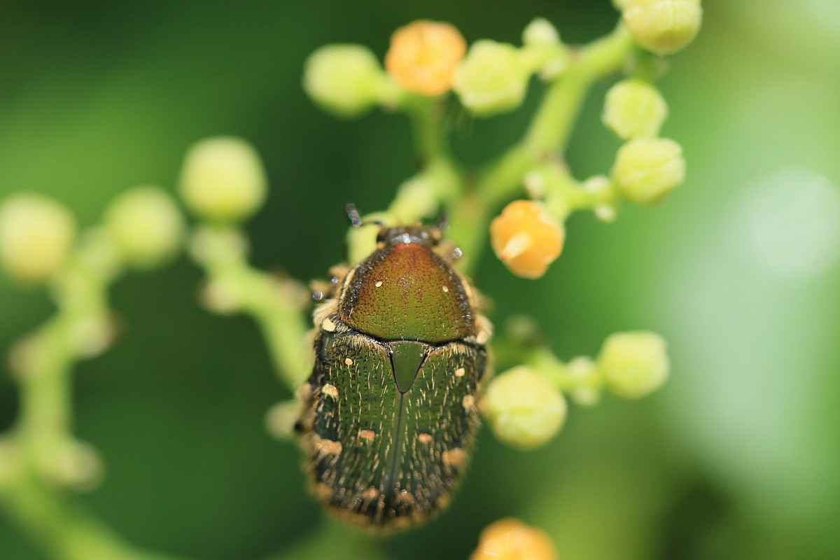 ヤブガラシレストランに集まる虫たち_c0104227_8242627.jpg