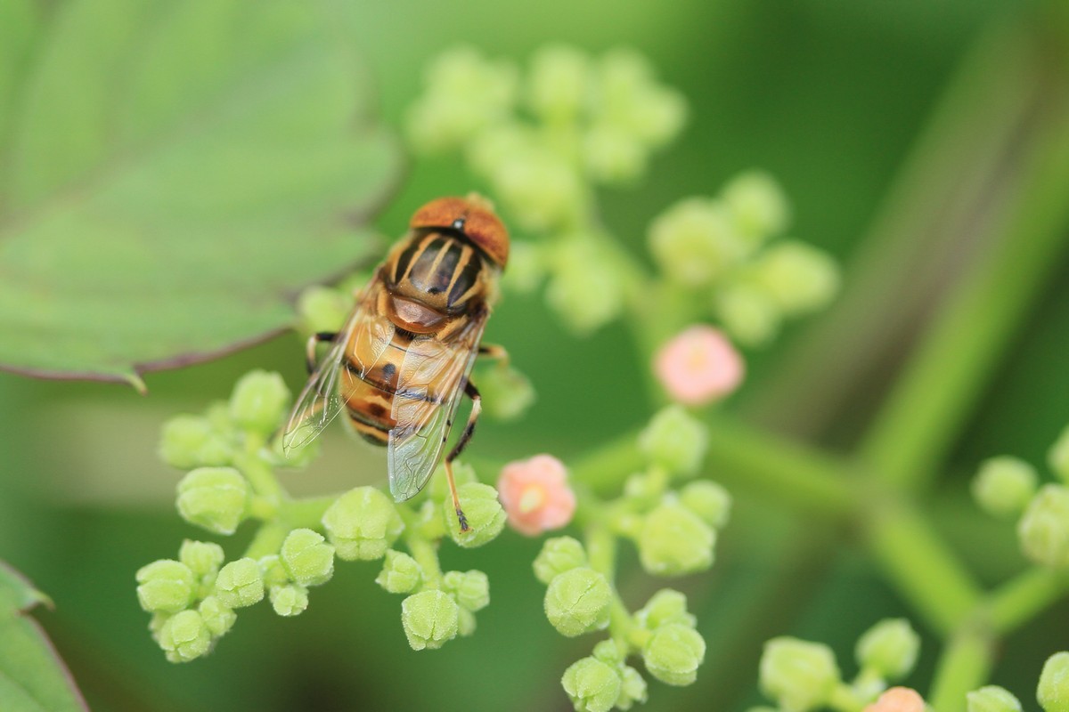 ヤブガラシレストランに集まる虫たち_c0104227_8361722.jpg
