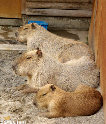 f0138828_2312387.jpg