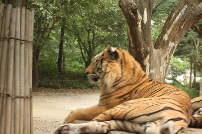 韓国旅行その14 「エバーランドその2＆マッコリ飲み過ぎて・・」_d0148729_18393219.jpg