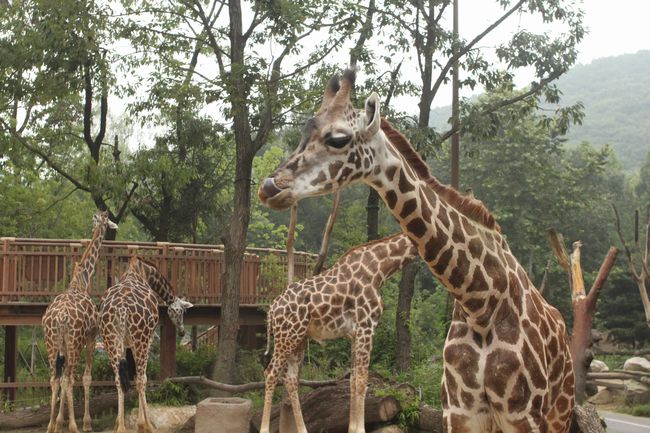 韓国旅行その14 「エバーランドその2＆マッコリ飲み過ぎて・・」_d0148729_184019100.jpg
