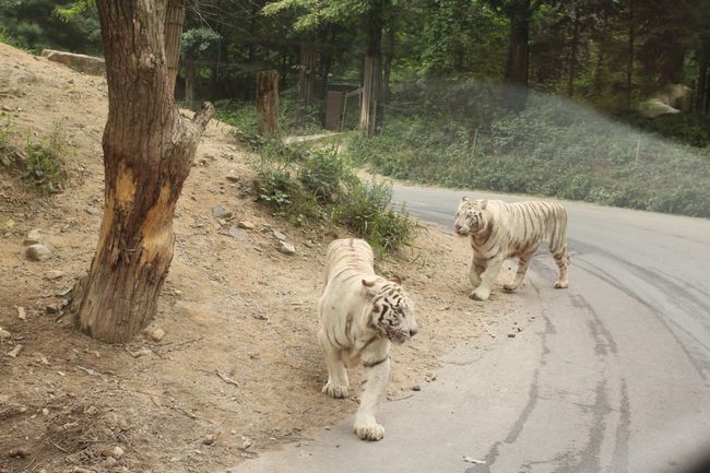 韓国旅行その14 「エバーランドその2＆マッコリ飲み過ぎて・・」_d0148729_18414350.jpg