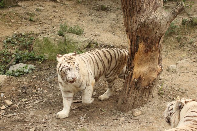 韓国旅行その14 「エバーランドその2＆マッコリ飲み過ぎて・・」_d0148729_18421892.jpg