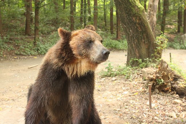 韓国旅行その14 「エバーランドその2＆マッコリ飲み過ぎて・・」_d0148729_1845658.jpg