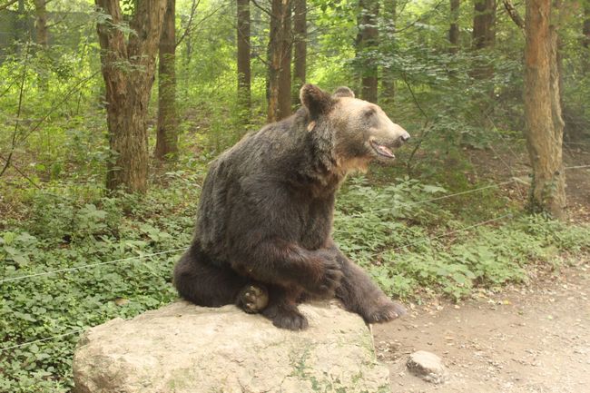 韓国旅行その14 「エバーランドその2＆マッコリ飲み過ぎて・・」_d0148729_1847265.jpg