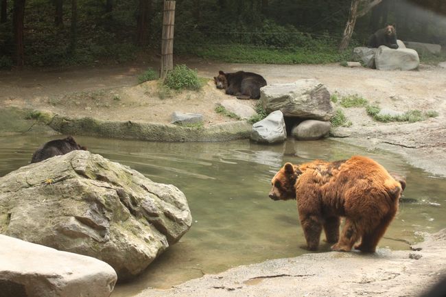 韓国旅行その14 「エバーランドその2＆マッコリ飲み過ぎて・・」_d0148729_18474336.jpg