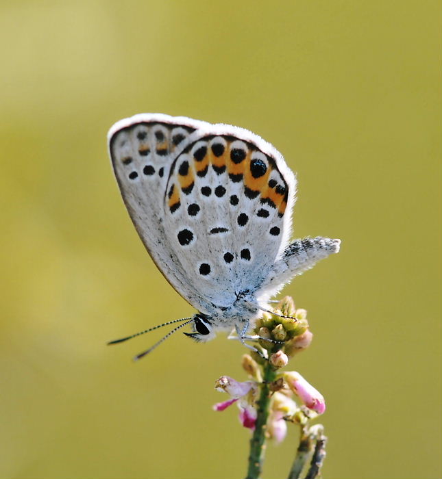 シルビアシジミ交尾ほか　in栃木県20100911①_a0126632_2122177.jpg