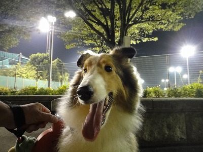 夜、テニス公園へ_e0195743_2495576.jpg