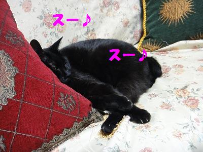 夜のうたた寝の定位置♪_e0195743_34191.jpg