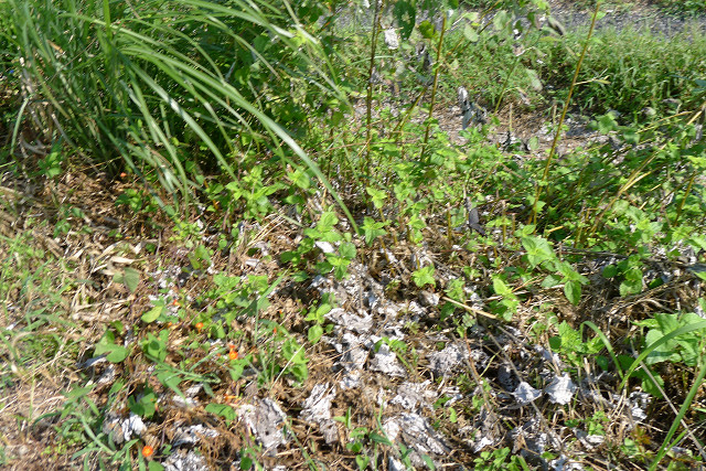 b0088444_21121168.jpg