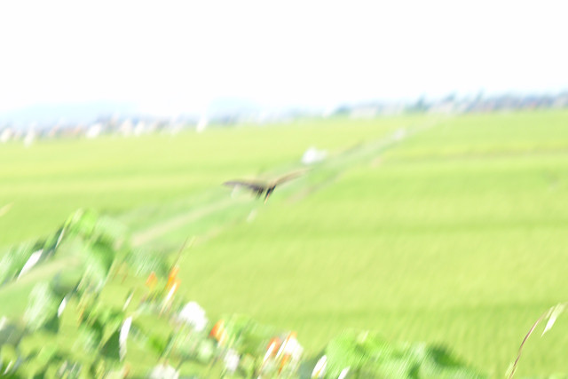 b0088444_2114402.jpg