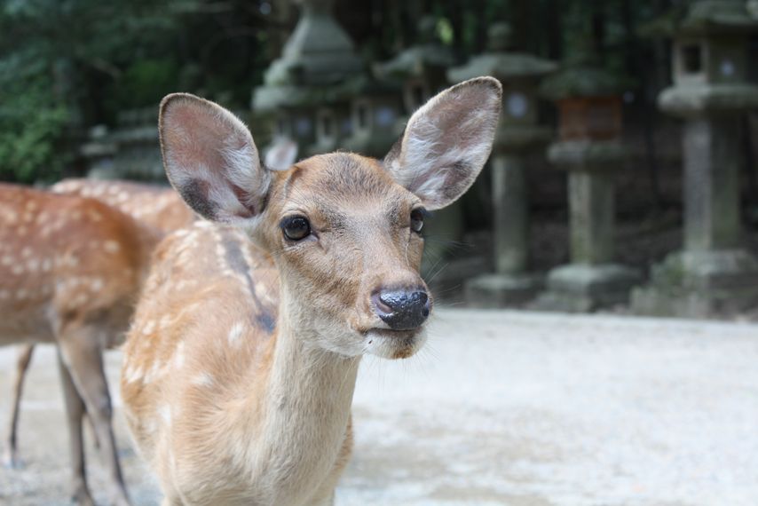 春日神社と黒門市場の写真_f0017246_15464676.jpg