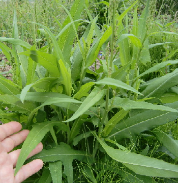 食べれる野草見つけた わが家のトンスケ