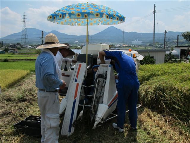 Harvesting rice_c0157558_1905619.jpg