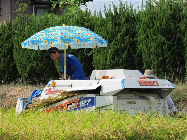 Harvesting rice_c0157558_1911159.jpg