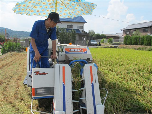Harvesting rice_c0157558_1912655.jpg