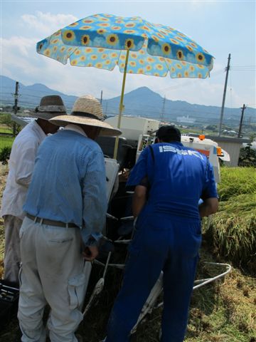 Harvesting rice_c0157558_191336.jpg