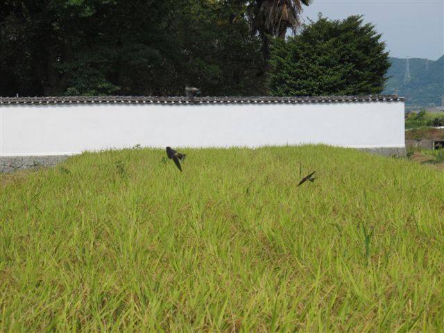 Harvesting rice_c0157558_1972020.jpg