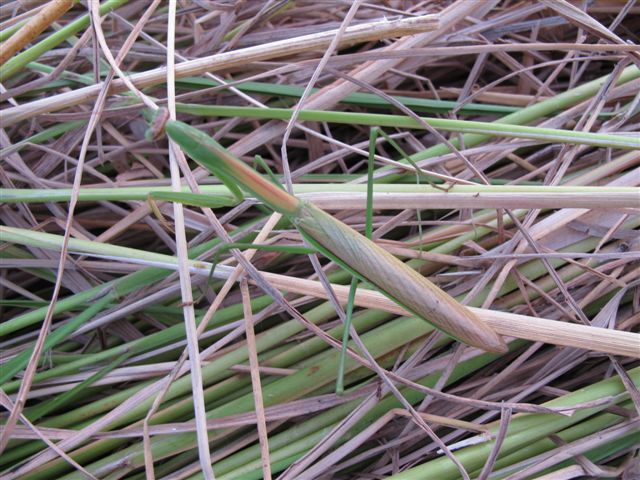 Harvesting rice_c0157558_1972953.jpg