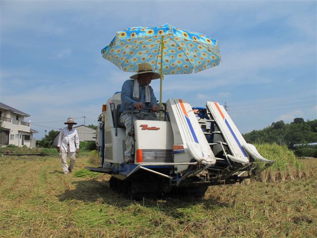 Harvesting rice_c0157558_197837.jpg