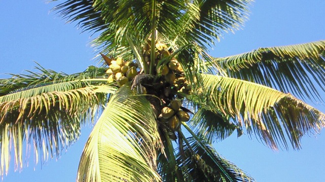 サモアSAMOAの伝統的な首飾りウラファラ☆お祝い☆ サモアSAMOAの伝統的な首飾りウラファラ☆お祝い☆ - メルカリ