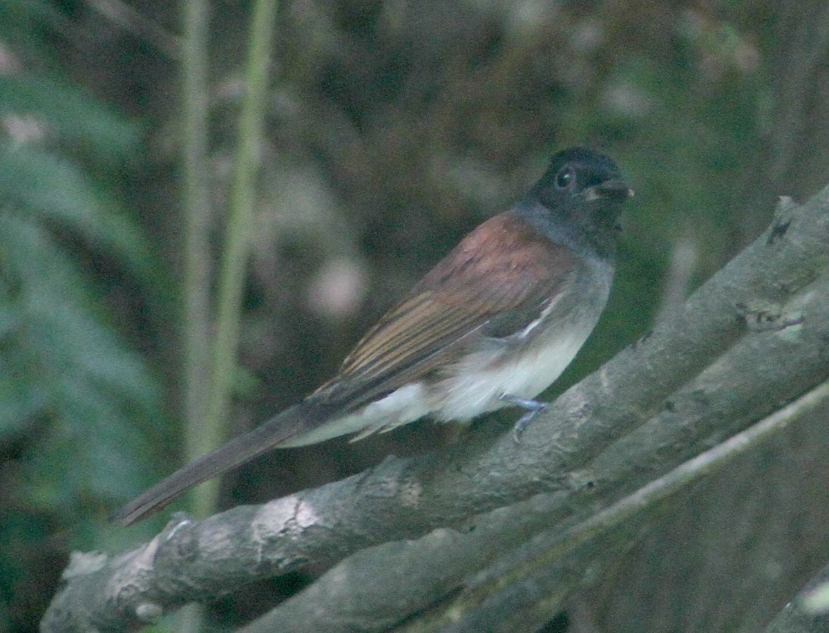 f0215767_2174867.jpg