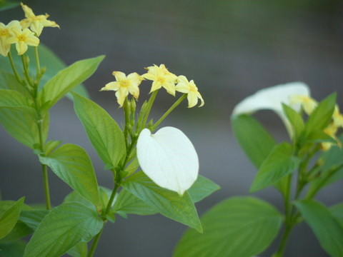 花は癒し♪_a0133493_1475455.jpg