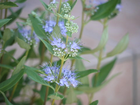 花は癒し♪_a0133493_148815.jpg