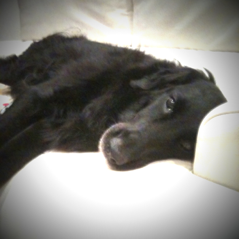c0050400_0385883.jpg