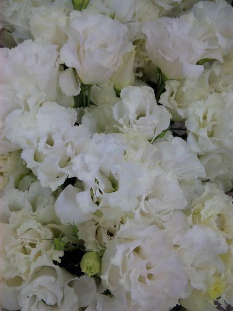 花の表情_d0099708_11325112.jpg