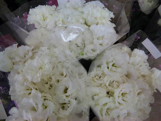 花の表情_d0099708_11325146.jpg