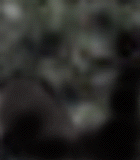 e0103408_1344648.gif