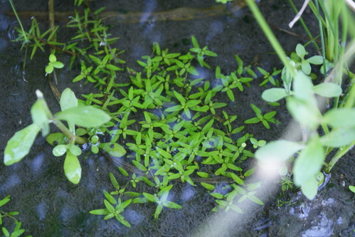 e0171510_2033444.jpg