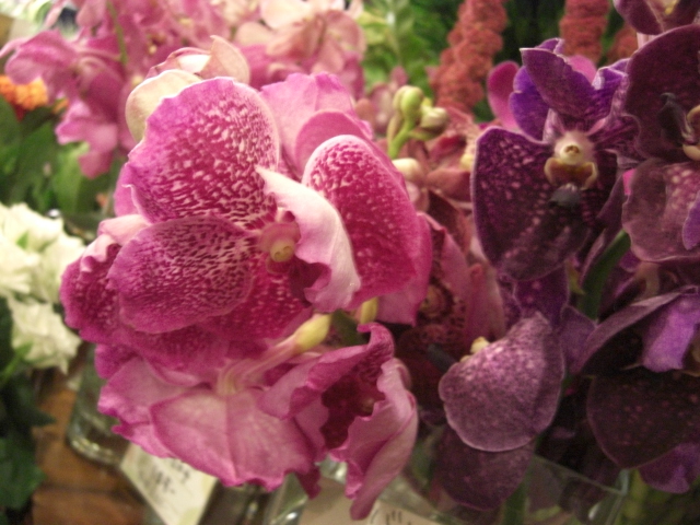 ランの花のご紹介_f0226713_22583794.jpg