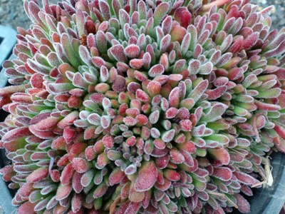 専用　多肉植物　プベスケンス　葉挿し 多肉植物の増やし方・葉挿しにチャレンジしてみよう♬ | タニ