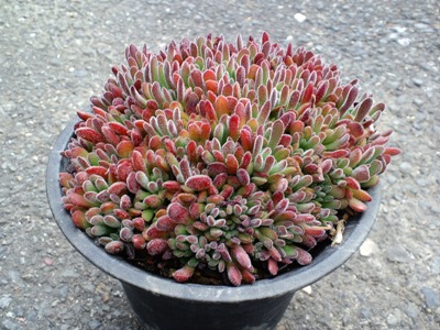 秋の植え替え、トップバッターはクラッスラ『プベスケンス