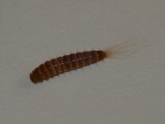 ヒメカツオブシムシ 幼虫 ゆきだより 日々つれづれ