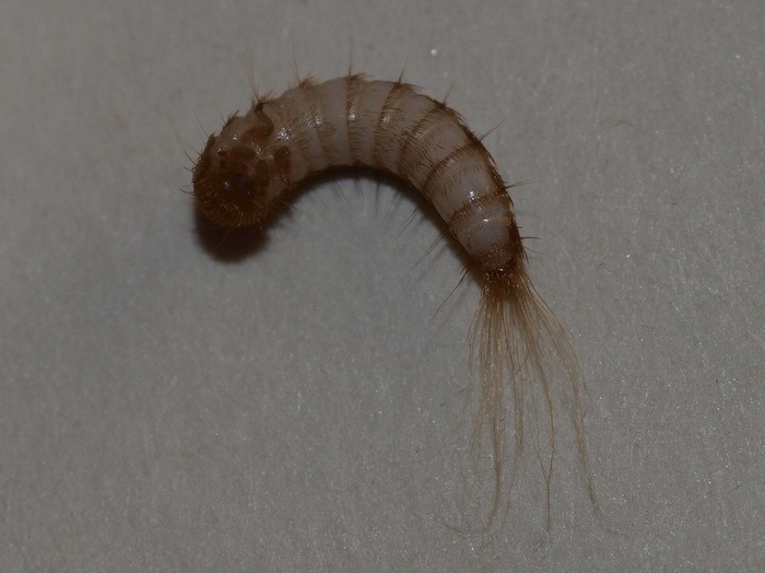 ヒメカツオブシムシ　幼虫_c0116915_0231525.jpg