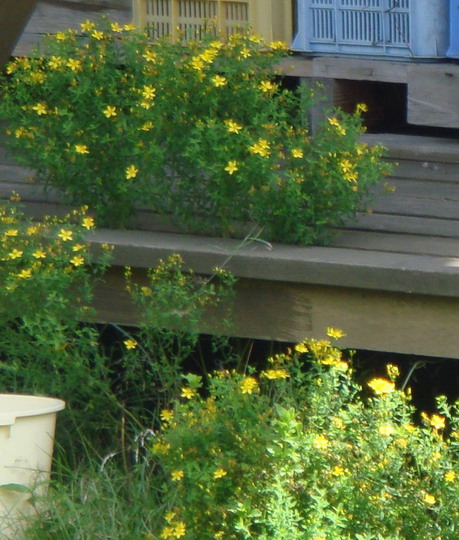 d0143719_1127498.jpg