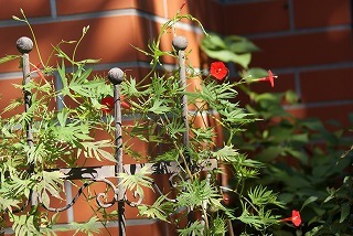f0170524_1013495.jpg
