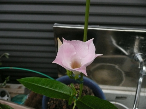e0033229_17102582.jpg