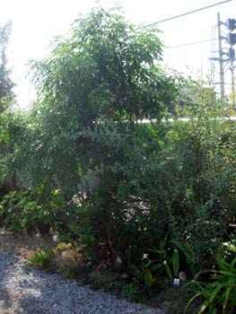 e0097534_1127265.jpg