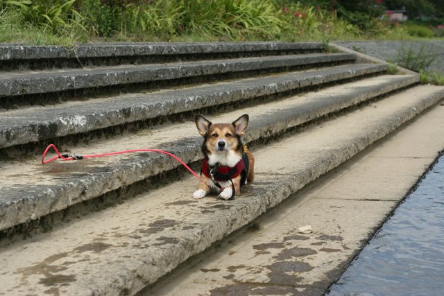 泳ぐ！泳ぐ！　コーギー水泳部_b0031538_2349477.jpg