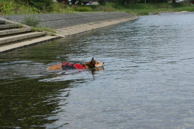 泳ぐ！泳ぐ！　コーギー水泳部_b0031538_23505134.jpg