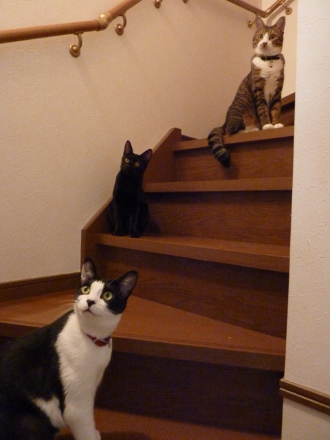 猫のお友だち じょあんちゃん はんくすちゃん くましーちゃん編。_a0143140_18384062.jpg