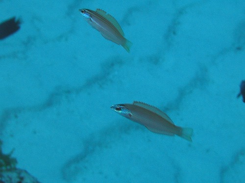 c0180460_1264226.jpg
