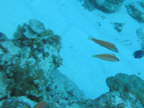 c0180460_1271748.jpg