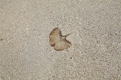 c0188961_9571738.jpg