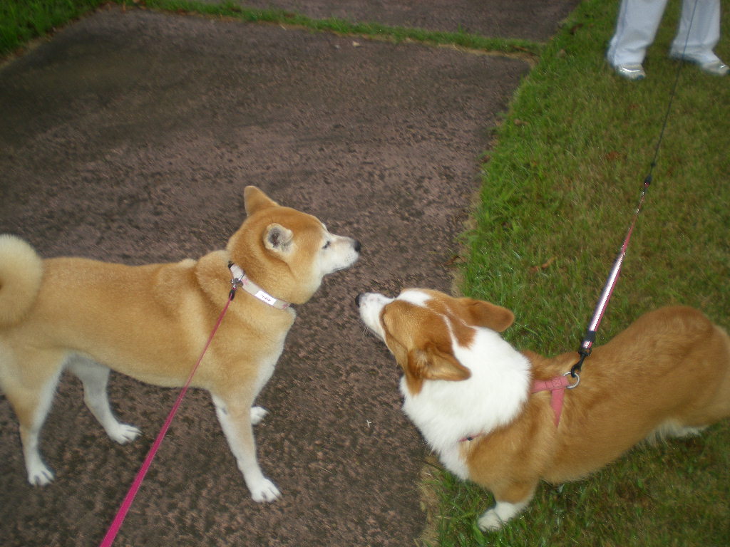 2010年9月12日(日)愛ちゃん、ゴネる!_f0060461_10155530.jpg