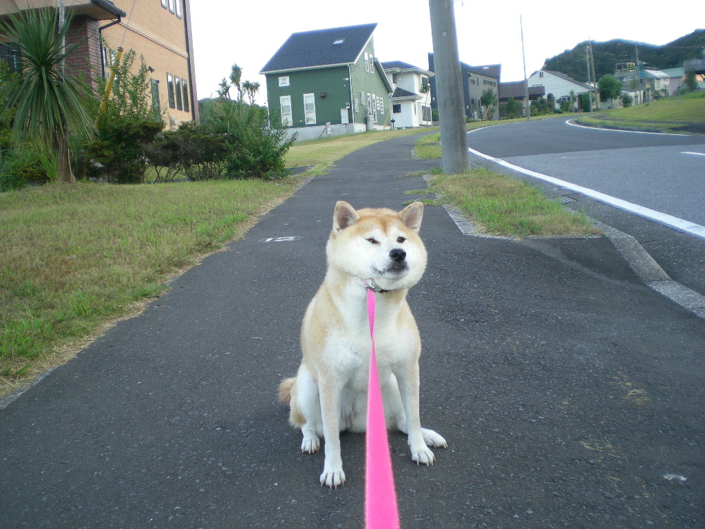 2010年9月12日(日)愛ちゃん、ゴネる!_f0060461_10224927.jpg